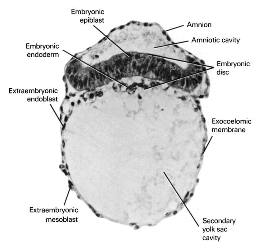 amnion, amniotic cavity, embryonic disc, embryonic endoderm, epiblast, exocoelomic (Heuser's) membrane, extra-embryonic endoderm, extra-embryonic mesoblast, secondary umbilical vesicle cavity