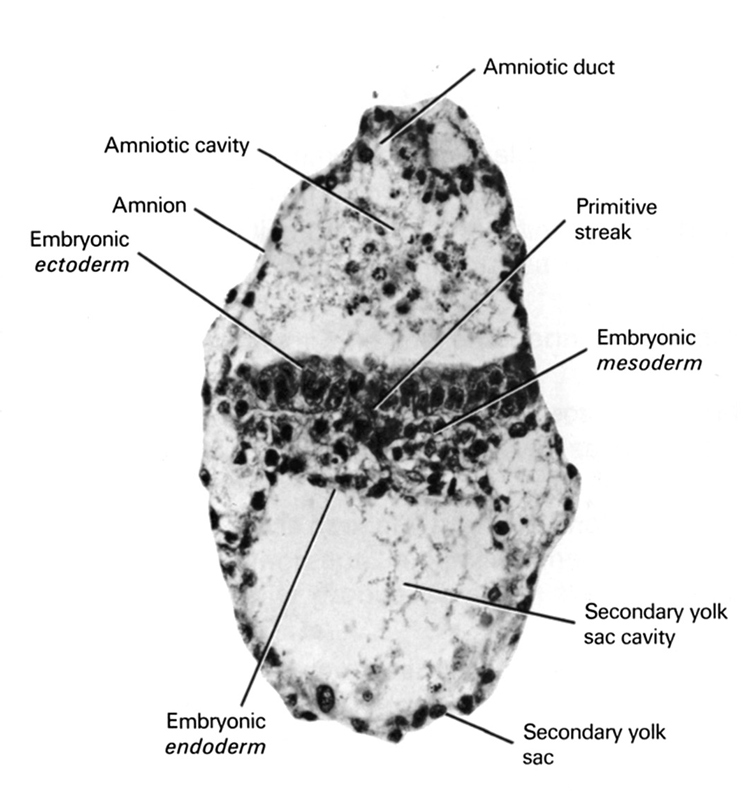 amnion, amniotic cavity, amniotic duct, embryonic ectoderm, embryonic endoderm, primitive streak, secondary umbilical vesicle, secondary umbilical vesicle cavity