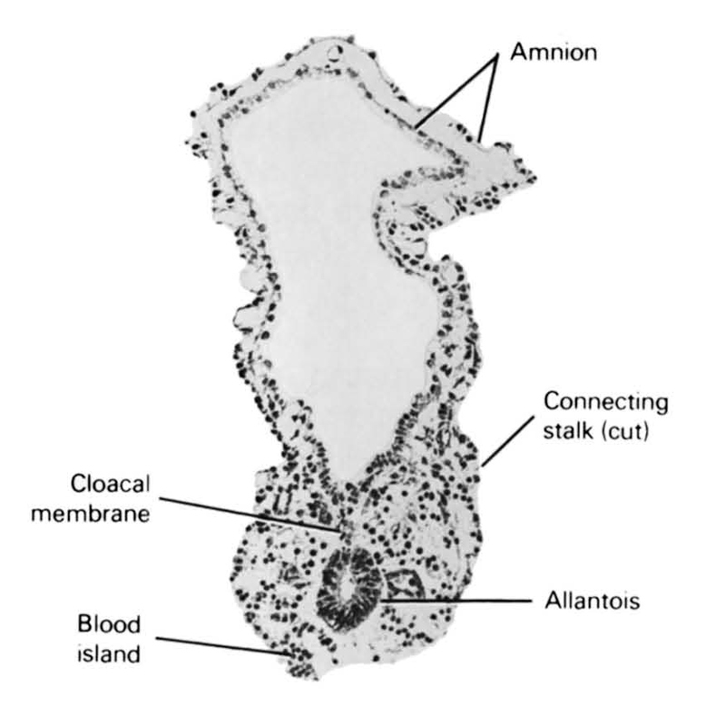 allantois, amnion, blood island, cloacal membrane, connecting stalk