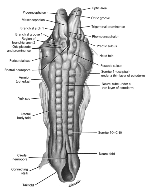 caudal neuropore, cephalic neuropore, connecting stalk, cut edge of amnion, ectoderm, head fold, lateral body fold, mesencephalon, neural fold, neural tube, optic area, optic groove, otic placode, otic prominence, pericardial sac, pharyngeal arch 1, pharyngeal groove 2, postotic sulcus, preotic sulcus, prosencephalon (forebrain), region of pharyngeal arch 2, rhombencephalon (hindbrain), somite 1 (O-1), somite 10 (C-6), tail fold, trigeminal nerve prominence, umbilical vesicle