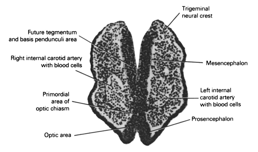 basis pedunculi of pons region (metencephalon), future tegmentum, left internal carotid artery with blood cells, mesencephalon, optic area, primordial area of optic chiasm, prosencephalon (forebrain), right internal carotid artery with blood cells, trigeminal neural crest (CN V)