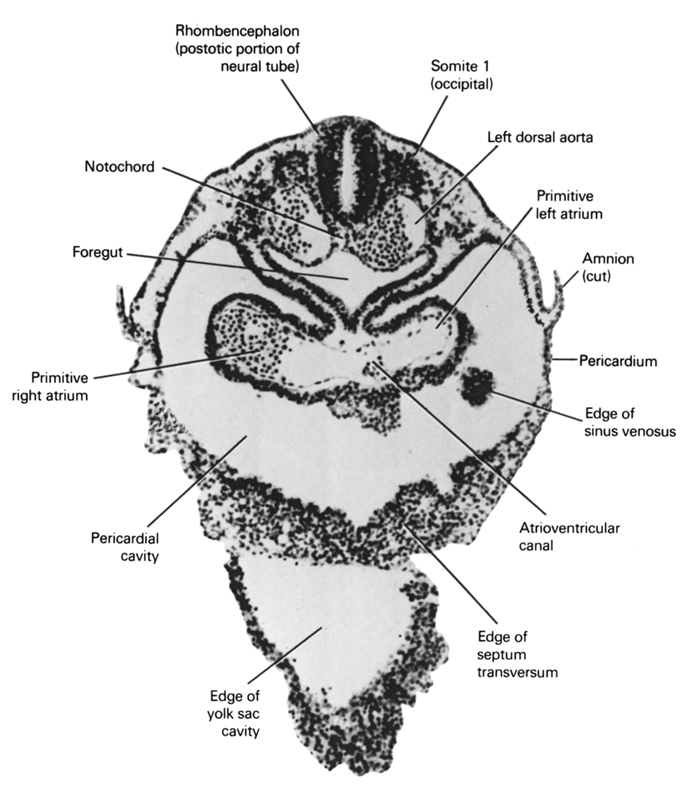 atrioventricular canal, cut edge of amnion, edge of septum tranversum, edge of sinus venosus, edge of umbilical vesicle cavity, foregut, left dorsal aorta, notochord, pericardial cavity, pericardial sac, primitive left atrium, primitive right atrium, rhombencephalon (postotic), somite 1 (O-1)