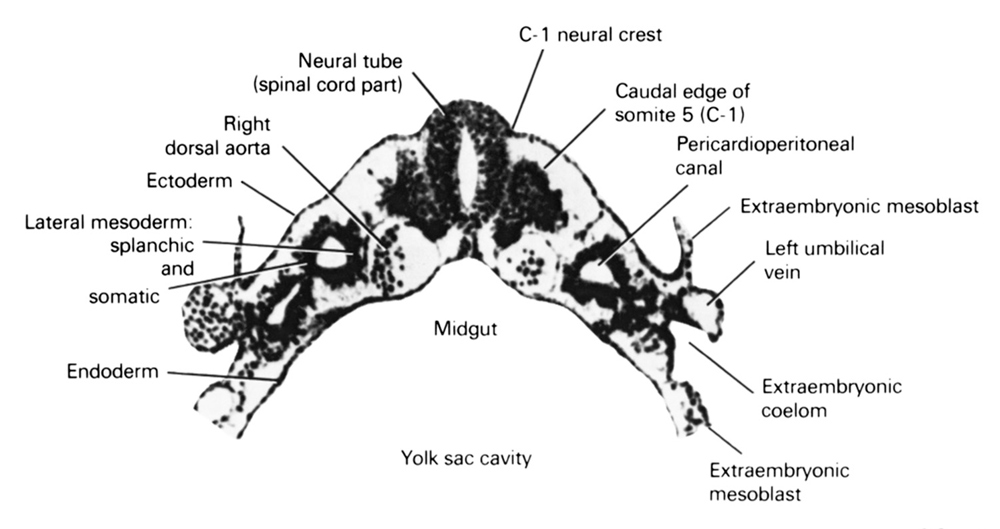 C-1 neural crest, caudal edge of somite 5 (C-1), ectoderm, endoderm, extra-embryonic coelom, extra-embryonic mesoblast, lateral mesoderm, left umbilical vein, midgut, neural tube (spinal cord part), pericardioperitoneal canal (pleural cavity), right dorsal aorta, somatic mesoderm, splanchnic mesoderm, umbilical vesicle cavity