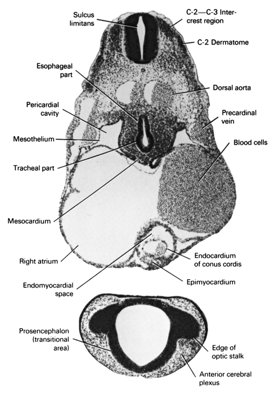 C-2 dermatome, C-2-C-3 intercrest region, anterior cerebral plexus, blood cells, dorsal aorta, edge of optic stalk, endocardium of conus cordis, endomyocardial space, epimyocardium, esophageal part, mesocardium, mesothelium, pericardial cavity, precardinal vein, prosencephalon (transitional area), right atrium, sulcus limitans, tracheal part