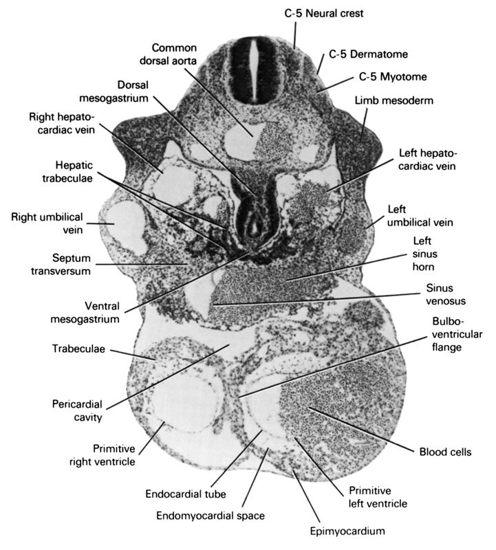 C-5 dermatome, C-5 myotome, C-5 neural crest, blood cells, bulboventricular flange, common dorsal aorta, dorsal mesogastrium, endocardial tube, endomyocardial space, epimyocardium, hepatic trabeculae, left hepatocardiac vein, left horn of sinus venosus, left umbilical vein, limb mesoderm, pericardial cavity, primitive left ventricle, primitive right ventricle, right hepatocardiac vein, right umbilical vein, septum transversum, sinus venosus, trabeculae, ventral mesogastrium