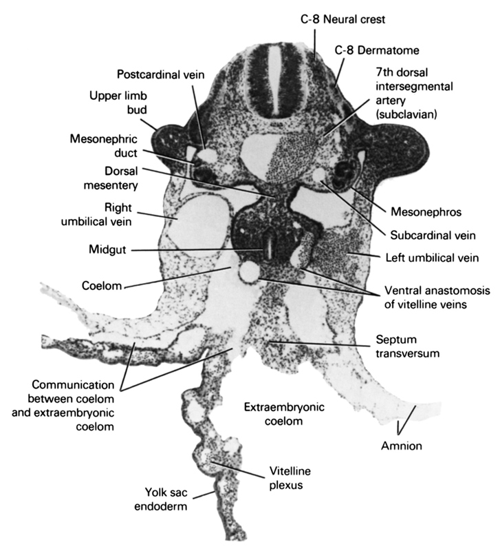 C-8 dermatome, C-8 neural crest, amnion, coelom, communication between coelom and extraembryonic coelom, dorsal mesentery, extra-embryonic coelom, left umbilical vein, mesonephric duct, mesonephros, midgut, postcardinal vein, right umbilical vein, septum transversum, seventh dorsal intersegmental artery (subclavian), subcardinal vein, upper limb bud, ventral anastomosis of vitelline veins, vitelline plexus, yolk sac endoderm