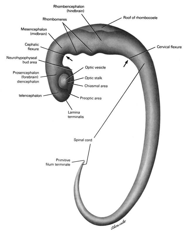 cephalic flexure, cervical flexure, chiasmal area, diencephalon, lamina terminalis, mesencephalon (midbrain), neurohypophysial bud area, optic stalk (CN II), optic vesicle, pre-optic area, primitive filum terminale, prosencephalon (forebrain), rhombencephalon (hindbrain), rhombomeres, roof of rhombencoel (fourth ventricle), spinal cord, telencephalon