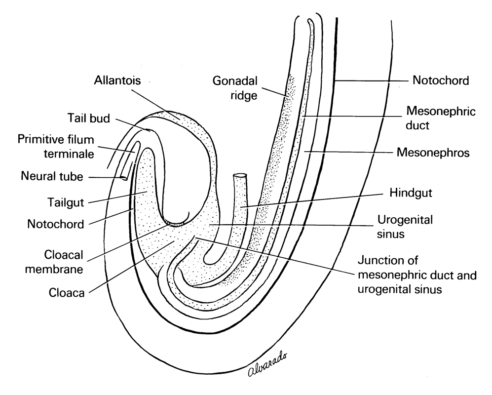 allantois, cloaca, cloacal membrane, gonadal ridge, hindgut, junction of mesonephric duct and urogenital sinus, mesonephric duct, mesonephros, neural tube, notochord, primitive filum terminale, tail bud, tail gut, urogenital sinus