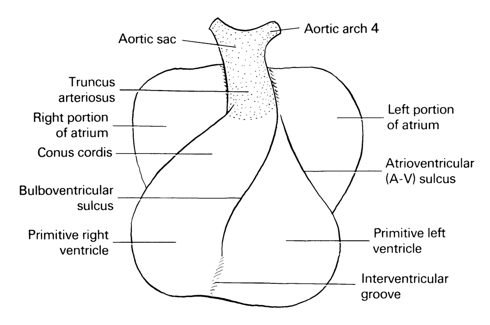 aortic arch 4, aortic sac, atrioventricular sulcus, bulboventricular sulcus, conus cordis, interventricular groove, left portion of atrium, primitive left ventricle, primitive right ventricle, right portion of atrium, truncus arteriosus