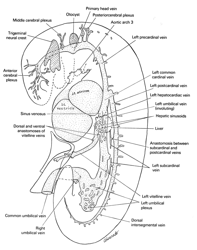 anastomosis between subcardinal and postcardinal veins, anterior cerebral plexus, common umbilical vein, dorsal anastomosis of vitelline veins, dorsal intersegmental vein, hepatic sinusoid, left atrium, left common cardinal vein, left hepatocardiac vein, left postcardinal vein, left precardinal vein, left subcardinal vein, left umbilical plexus, left umbilical vein (involuting), left ventricle, left vitelline (omphalomesenteric) vein, liver, middle cerebral plexus, otocyst, posterior cerebral plexus, primary head vein, right umbilical vein, sinus venosus, trigeminal neural crest (CN V), ventral anastomosis of vitelline veins