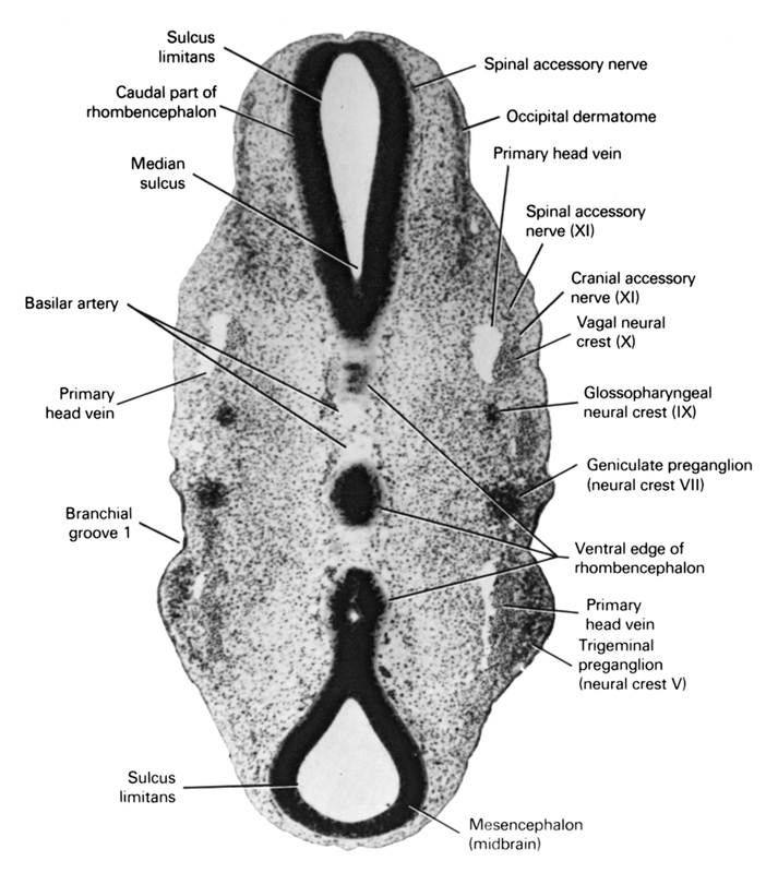 basilar artery, caudal part of rhombencephalon, cranial accessory nerve (XI), geniculate preganglion (CN VII), glossopharyngeal preganglion (CN IX), median sulcus, mesencephalon (midbrain), occipital dermatome, pharyngeal groove 1, primary head vein, spinal accessory nerve (CN XI), sulcus limitans, trigeminal preganglion (CN V), vagal neural crest (CN X), ventral edge of rhombencephalon