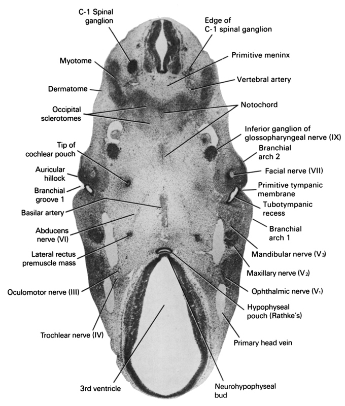 C-1 spinal ganglion, abducens nerve (CN VI), auricular hillock, basilar artery, branchial arch 1, branchial arch 2, branchial groove 1, dermatome, edge of C-1 spinal ganglion, facial nerve (CN VII), hypophyseal  pouch (Rathke's), inferior ganglion of glossopharyngeal nerve (CN IX), lateral rectus premuscle mass, mandibular nerve (CN V₃), maxillary nerve (CN V₂), myotome, neurohypophyseal bud, notochord, occipital sclerotomes, oculomotor nerve (CN III), ophthalmic nerve (CN V₁), primary head vein, primitive meninx, primitive tympanic membrane, third ventricle, tip of cochlear pouch, trochlear nerve (CN IV), tubotympanic recess (pharyngeal pouch 1), vertebral artery