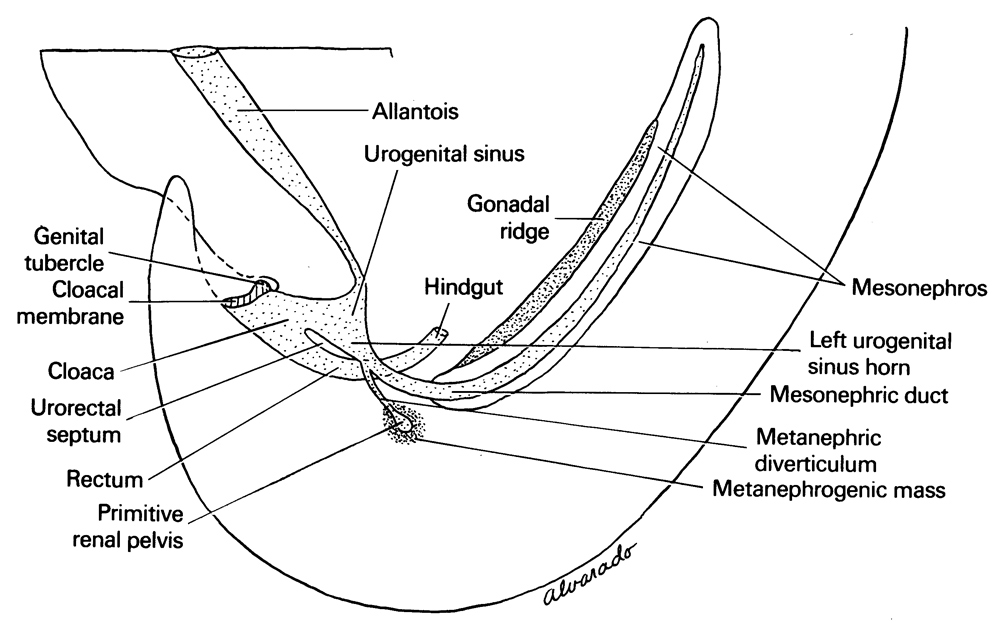 allantois, cloaca, cloacal membrane, genital tubercle, gonadal ridge, hindgut, left urogenital sinus horn, mesonephric duct, mesonephros, metanephric diverticulum, metanephrogenic mass, primitive renal pelvis, rectum, urogenital sinus, urorectal septum