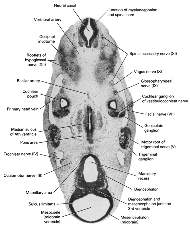 basilar artery, cochlear ganglion of vestibulocochlear nerve, cochlear pouch, diencephalon, diencephalon and mesencephalon junction 3rd ventricle, facial nerve (CN VII), geniculate ganglion, glossopharyngeal nerve (CN IX), junction of myelencephalon and spinal cord, mamillary area, mamillary recess, median sulcus of 4th ventricle, mesencephalon (midbrain), mesocoele (midbrain ventricle), motor root of trigeminal nerve (CN V), neural canal, occipital myotome, oculomotor nerve (CN III), pons area, primary head vein, root of hypoglossal nerve (CN XII), spinal accessory nerve (CN XI), sulcus limitans, trigeminal ganglion (CN V), trochlear nerve (CN IV), vagus nerve (CN X), vertebral artery