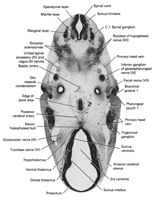 C-1 spinal ganglion, anterior cerebral plexus, basilar artery, branchial groove 1, dorsal thalamus, edge of pons area, ependymal layer, facial nerve (CN VII), hypothalamus, inferior ganglion of glossopharyngeal nerve (CN IX), mantle layer, marginal layer, neurohypophyseal bud, occipital sclerotomes, oculomotor nerve (CN III), otic capsule condensation, pharyngeal pouch 1, posterior cerebral artery, pretectum, primary head vein, root of hypoglossal nerve (CN XII), spinal cord, sulcus limitans, sulcus medius, sulcus ventralis, third ventricle, trigeminal ganglion (CN V), trochlear nerve (CN IV), united spinal accessory (CN IX) and vagus (CN X) nerves, ventral thalamus