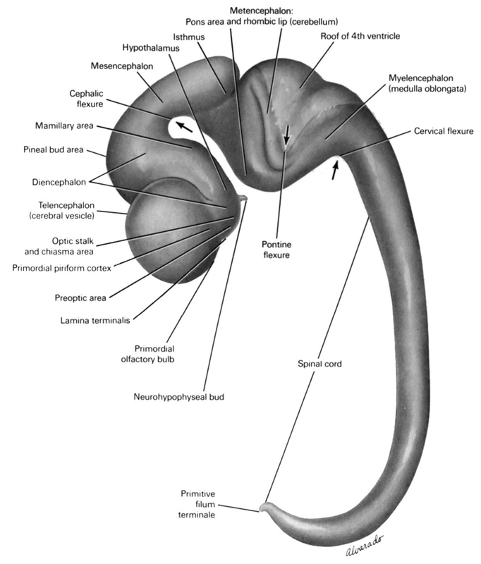 cephalic flexure, cervical flexure, diencephalon, hypothalamus, isthmus, lamina terminalis, mamillary area, mesencephalon, metencephalon: pons area and rhombic lip (cerebellum), myelencephalon (medulla oblongata), neurohypophyseal bud, optic stalk and chiasma area, pineal bud area, pontine flexure, preoptic area, primitive filum terminale, primordial olfactory bulb, primordial piriform cortex, roof of rhombencoel (fourth ventricle), spinal cord, telencephalon (cerebral vesicle)