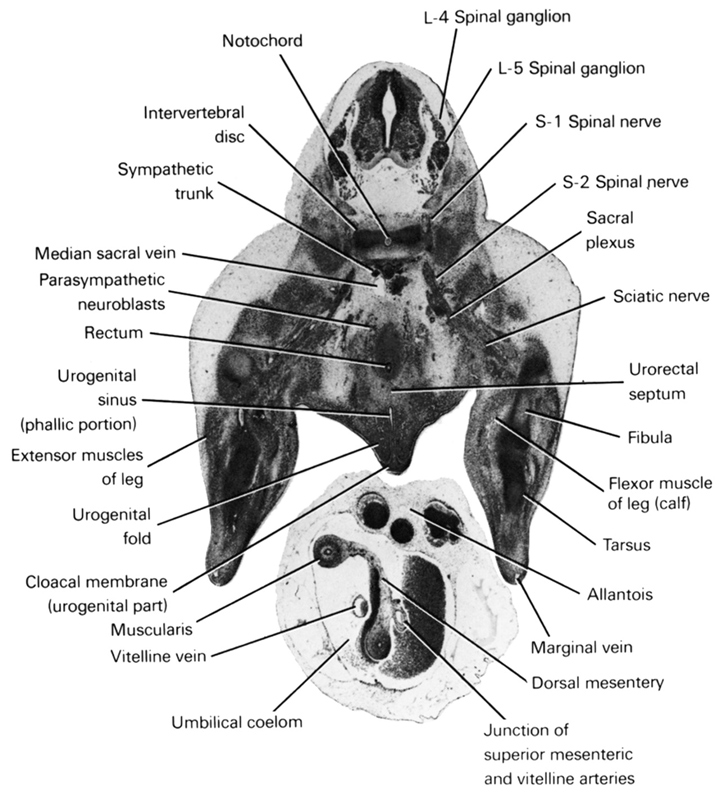 L-4 spinal ganglion, L-5 spinal ganglion, S-1 spinal nerve, S-2 spinal nerve, allantois, cloacal membrane (urogenital part), dorsal mesentery, extensor muscles of leg, fibula, flexor muscle of leg (calf), intervertebral disc, junction of superior mesenteric and vitelline arteries, marginal vein, median sacral vein, muscularis, notochord, parasympathetic neuroblasts, rectum, sacral plexus, sciatic nerve, sympathetic trunk, tarsus, umbilical coelom, urogenital fold, urogenital sinus (phallic portion), urorectal septum, vitelline (omphalomesenteric) vein