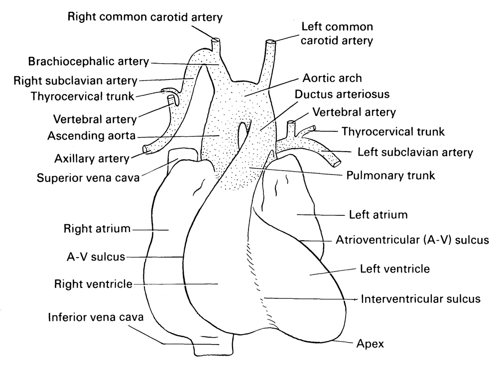 apex, arch of aorta, ascending aorta, atrioventricular sulcus, axillary artery, brachiocephalic artery, ductus arteriosus, inferior vena cava, interventricular sulcus, left atrium, left common carotid artery, left subclavian artery, left ventricle, pulmonary trunk, right atrium, right common carotid artery, right subclavian artery, right ventricle, superior vena cava, thyrocervical trunk, vertebral artery