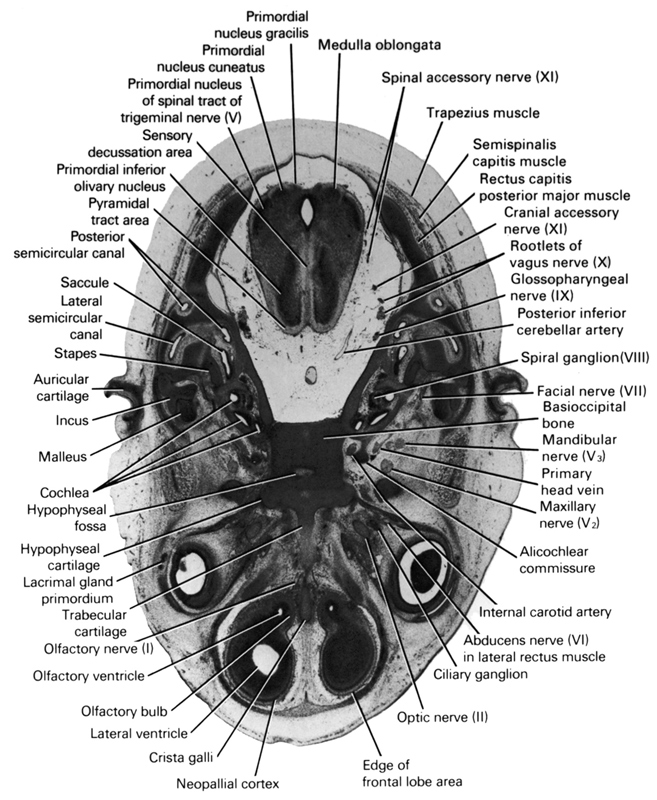 abducens nerve (CN VI) in lateral rectus muscle, alicochlear commissure, auricular cartilage, basi-occipital bone, ciliary ganglion, cochlea, cranial accessory nerve (CN XI), crista galli, edge of frontal lobe area, facial nerve (CN VII), glossopharyngeal nerve (CN IX), hypophysial cartilage, hypophysial fossa, incus, internal carotid artery, lacrimal gland primordium, lateral semicircular canal, lateral ventricle, malleus, mandibular nerve (CN V₃), maxillary nerve (CN V₂), medulla oblongata, neopallial cortex, olfactory bulb, olfactory nerve (CN I), olfactory ventricle, optic nerve (CN II), posterior inferior cerebellar artery, posterior semicircular canal, primary head vein, primordial inferior olivary nucleus, primordial nucleus cuneatus, primordial nucleus gracilis, primordial nucleus of spinal tract of trigeminal nerve (CN V), pyramidal tract area, rectus capitis posterior major muscle, root of vagus nerve (CN X), saccule, semispinalis capitis muscle, sensory decussation area, spinal accessory nerve (CN XI), spiral ganglion (CN VIII), stapes, trabecular cartilage, trapezius muscle