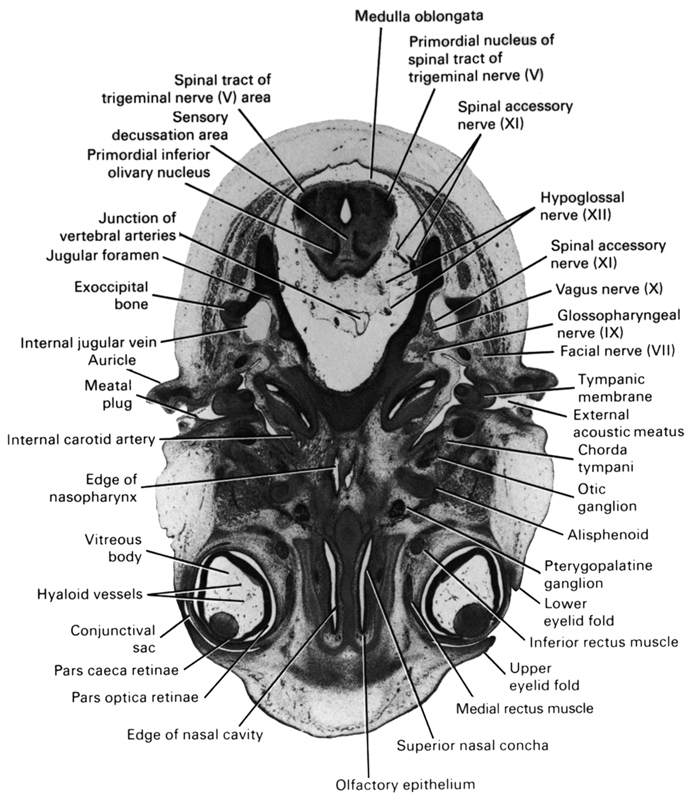 alisphenoid, auricle, chorda tympani, conjunctival sac, edge of nasal cavity (nasal sac), edge of nasopharynx, exoccipital bone, external acoustic meatus, facial nerve (CN VII), glossopharyngeal nerve (CN IX), hyaloid vessel(s), hypoglossal nerve (CN XII), inferior rectus muscle, internal carotid artery, internal jugular vein, jugular foramen, junction of vertebral arteries, lower eyelid fold, meatal plug, medial rectus muscle, medulla oblongata, olfactory epithelium, otic ganglion, pars caeca retinae, pars optica retinae, primordial inferior olivary nucleus, primordial nucleus of spinal tract of trigeminal nerve (CN V), pterygopalatine ganglion, sensory decussation area, spinal accessory nerve (CN XI), spinal tract of trigeminal nerve (CN V) area, superior nasal concha, tympanic membrane, upper eyelid fold, vagus nerve (CN X), vitreous body