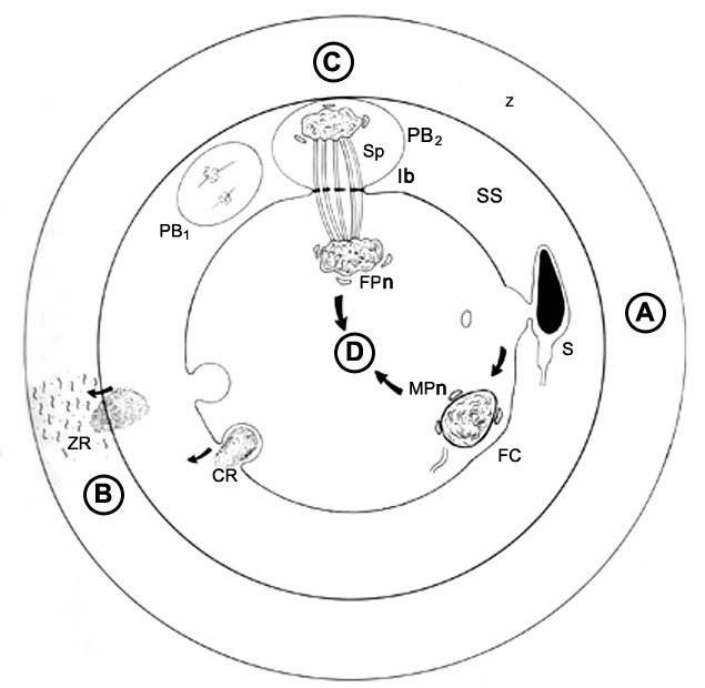 Schematic of events of fertilization of stage 1a and 1b embryos