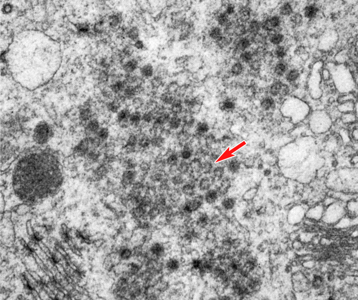 Cytoplasmic organelles