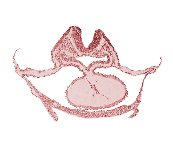 cardiac jelly, dorsal aorta, laryngotracheal sulcus, mesocardium, neural fold [rhombencephalon (Rh. C)], otic placode, pericardial cavity, presumptive left ventricle, respiratory primordium