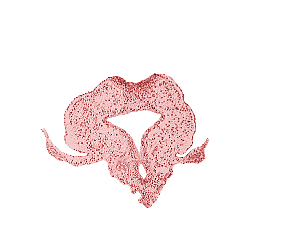 allantoic primordium, gastrulation (primitive) streak, hindgut, neural plate, primordial lateral body fold