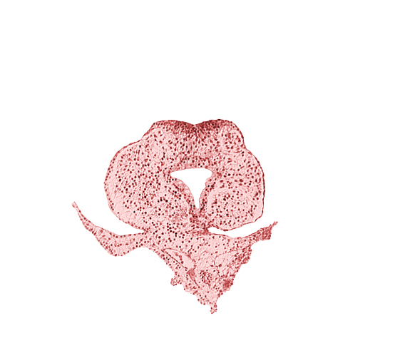 allantoic primordium, amnion attachment, caudal eminence, caudal part of hindgut lumen, left umbilical vein, neural plate, right umbilical vein, tail fold region