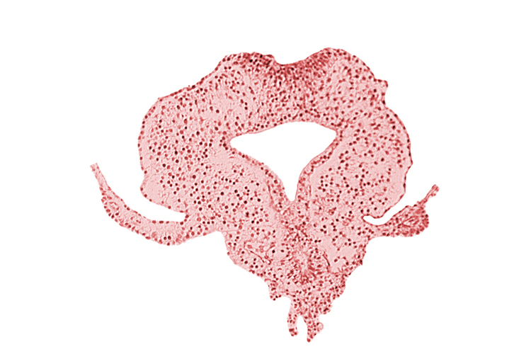 allantoic primordium, amnion attachment, gastrulation (primitive) streak, hindgut, neural plate, right umbilical vein, tail fold region