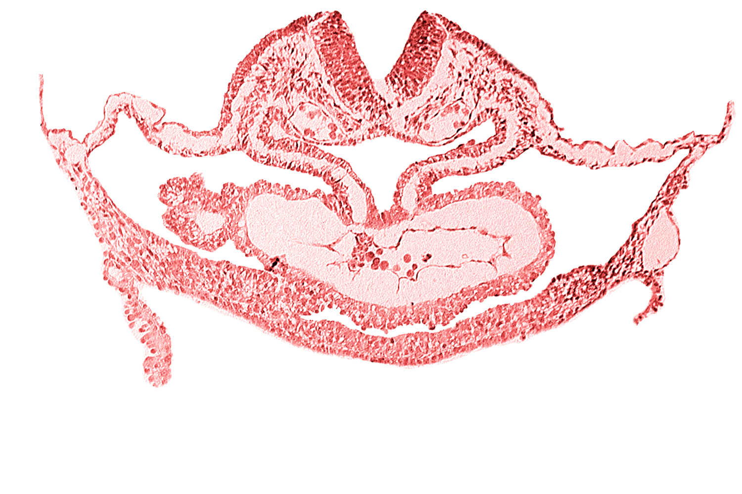 atrial canal, cephalic edge of hepatic plate, otic placode, presumptive left atrium
