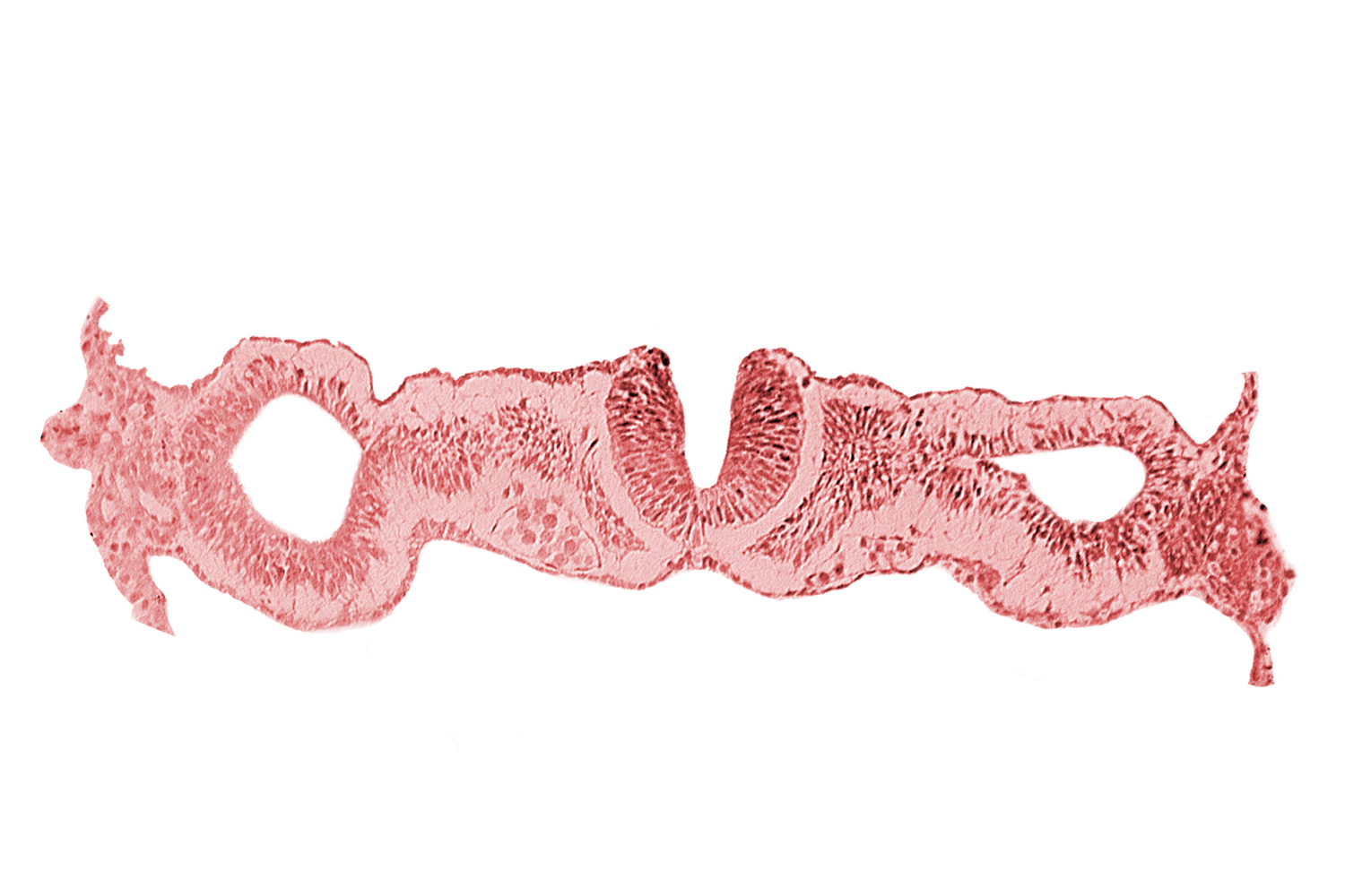 cephalic neuropore, dorsal aorta, intermediate mesenchyme, notochordal plate, primordial peritoneal cavity, sclerotomal cells, somatopleuric mesoderm, somite 1 (O-1), splanchnopleuric mesoderm