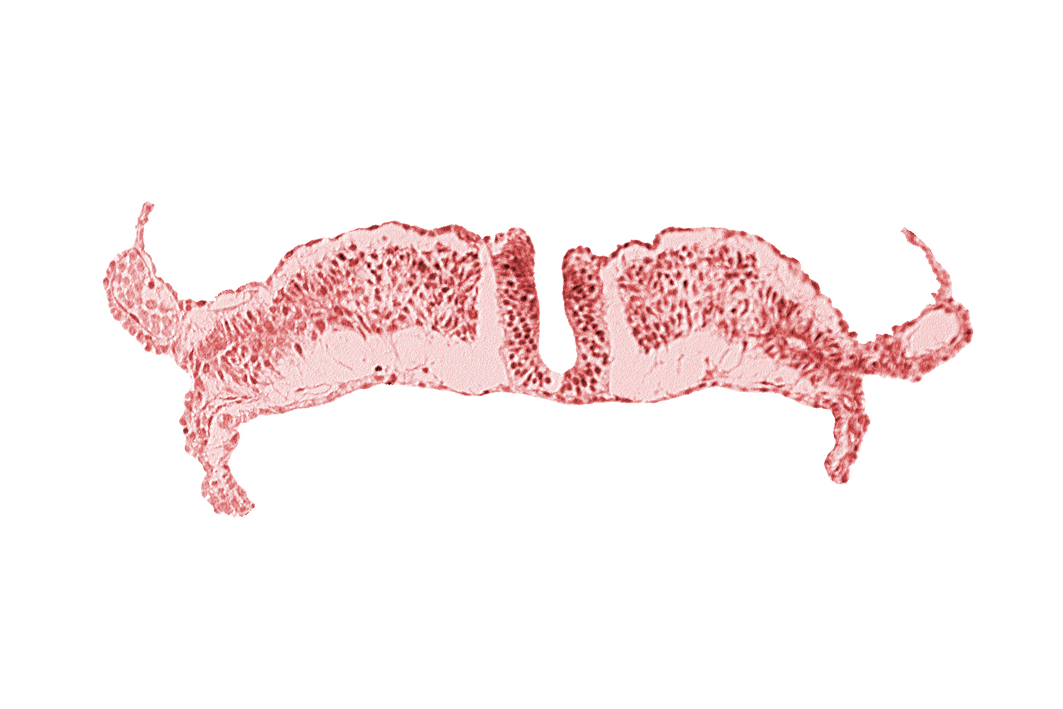 cephalic part of primordial lateral body fold, coelom, neural plate, paraxial mesoderm, splanchnopleuric mesoderm
