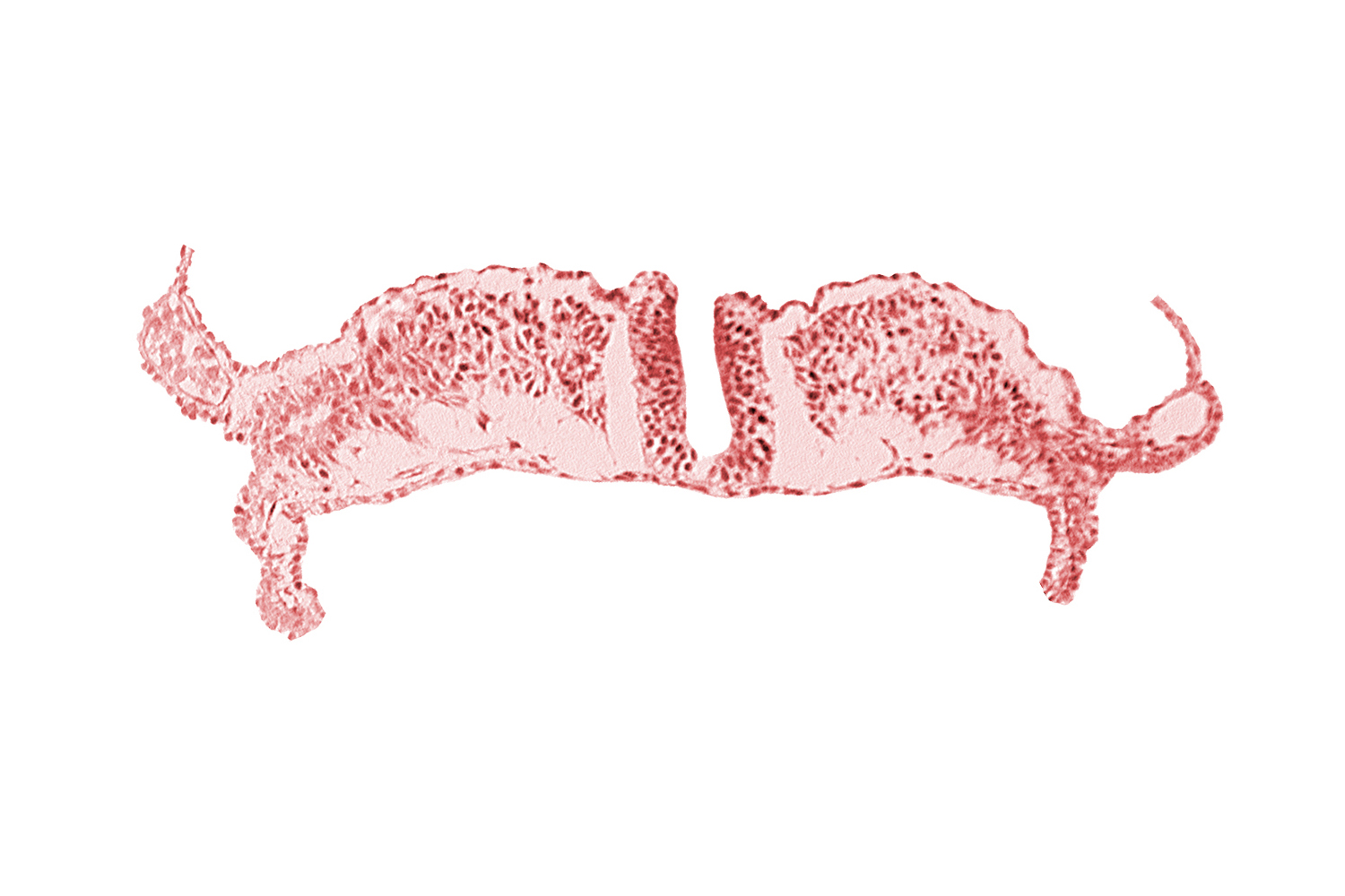 cephalic part of primordial lateral body fold, neural plate, paraxial mesoderm, splanchnopleuric mesoderm
