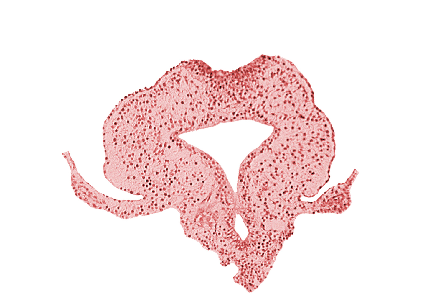 allantoic primordium, gastrulation (primitive) streak, hindgut, neural plate, primordial lateral body fold