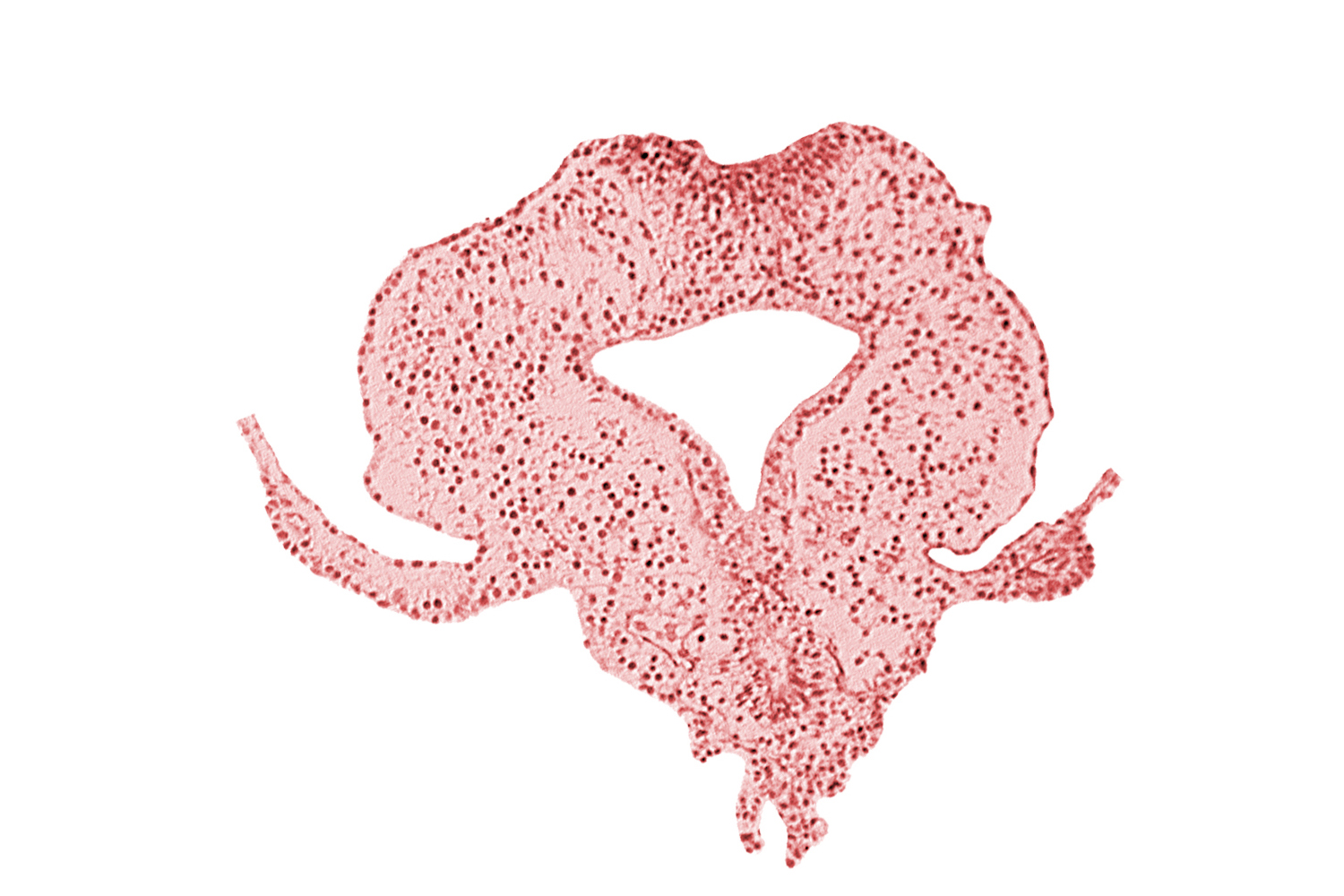 allantoic primordium, amnion attachment, gastrulation (primitive) streak, hindgut, neural plate, right umbilical vein, tail fold region
