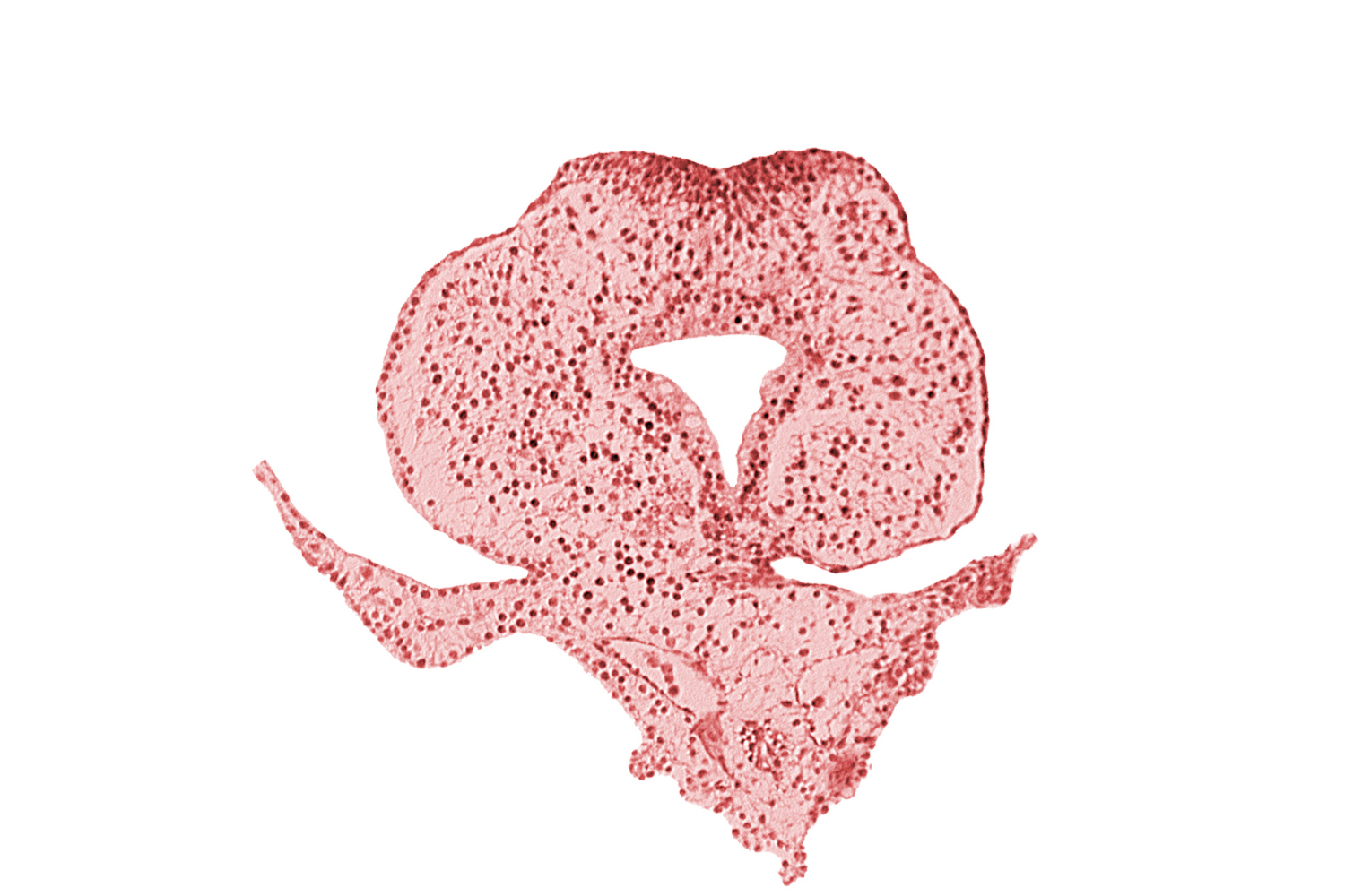allantoic primordium, amnion attachment, caudal eminence, caudal part of hindgut lumen, left umbilical vein, neural plate, right umbilical vein, tail fold region