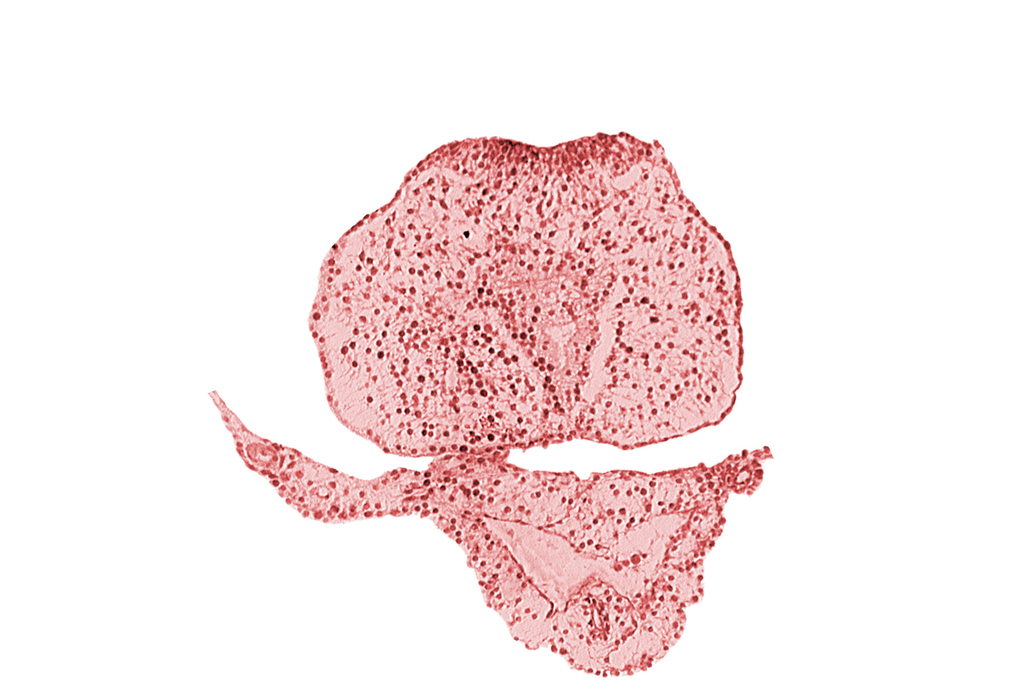 allantoic primordium, caudal edge of hindgut, caudal eminence, common umbilical vein, neural plate, surface ectoderm, tail fold region