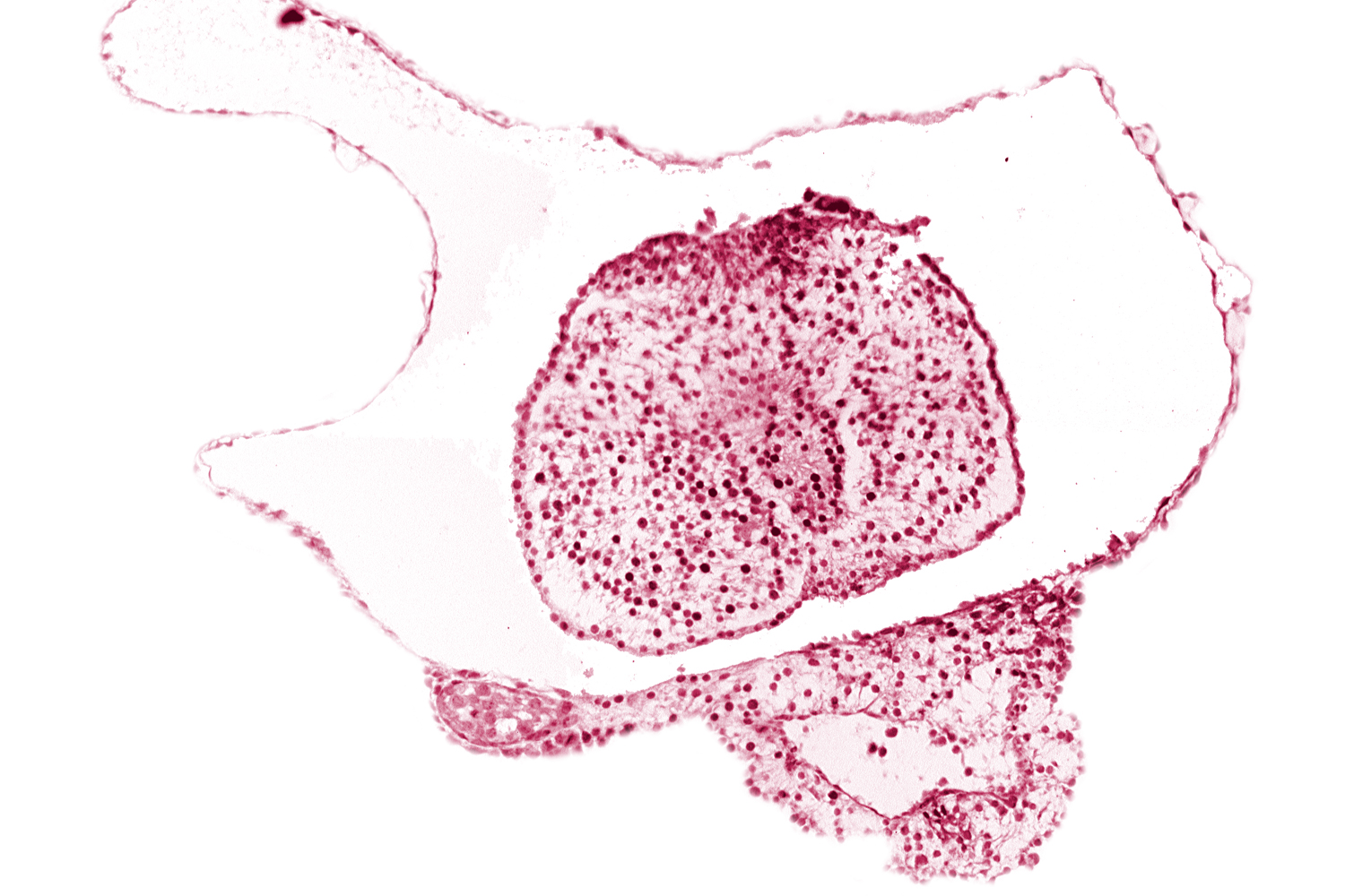 caudal eminence, neural plate