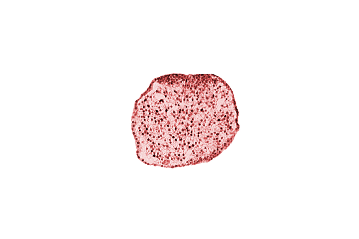 caudal eminence, gastrulation (primitive) streak, neural ectoderm, surface ectoderm of caudal eminence