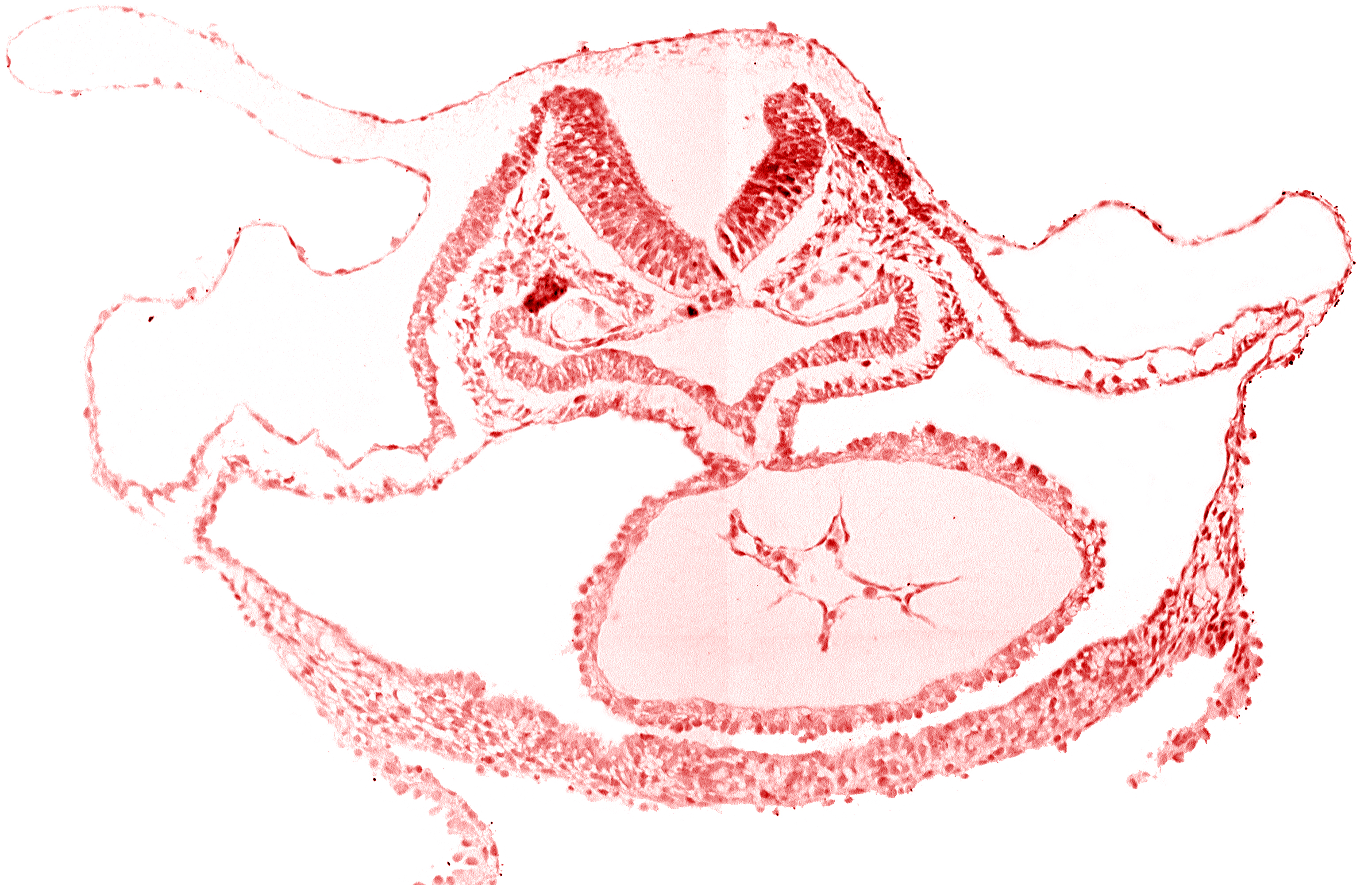 cardiac jelly, dorsal aorta, foregut endoderm, foregut lumen, neural fold [rhombencephalon (Rh. C)], otic placode, presumptive left ventricle, respiratory primordium
