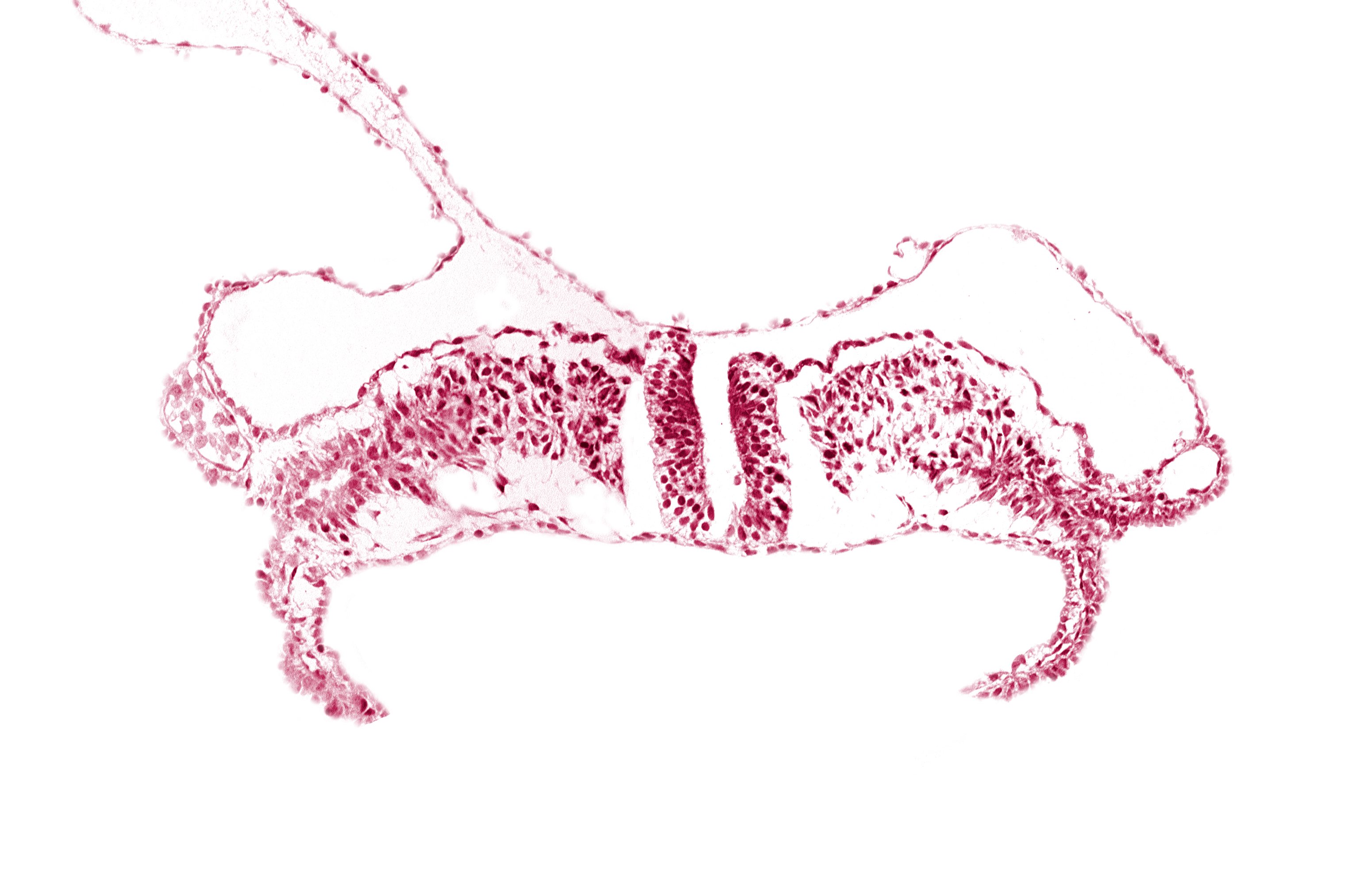 cephalic part of primordial lateral body fold, neural plate, paraxial mesoderm, splanchnopleuric mesoderm