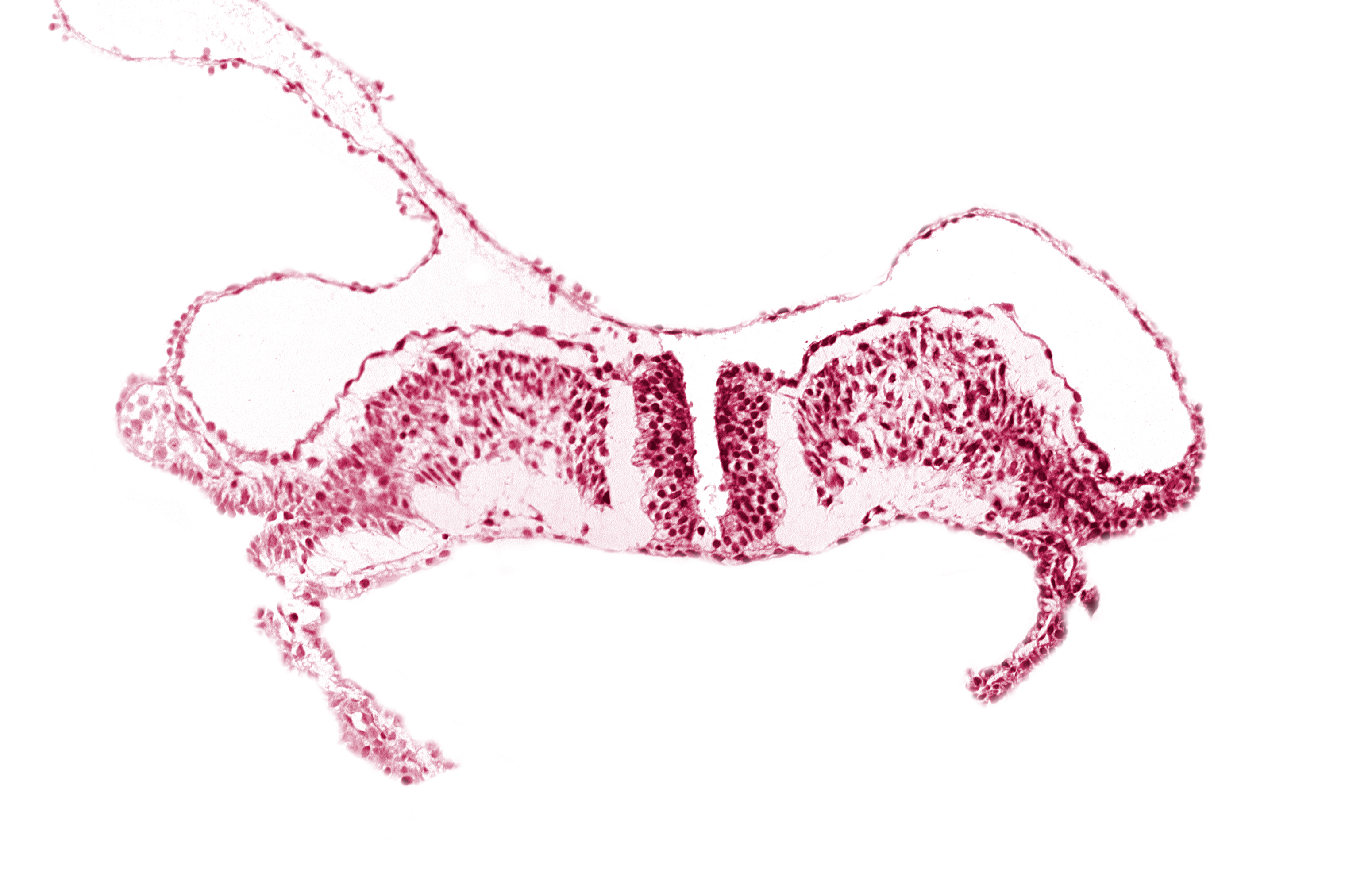 amniotic cavity, caudal neuropore, dorsal aorta plexus, umbilical vesicle cavity
