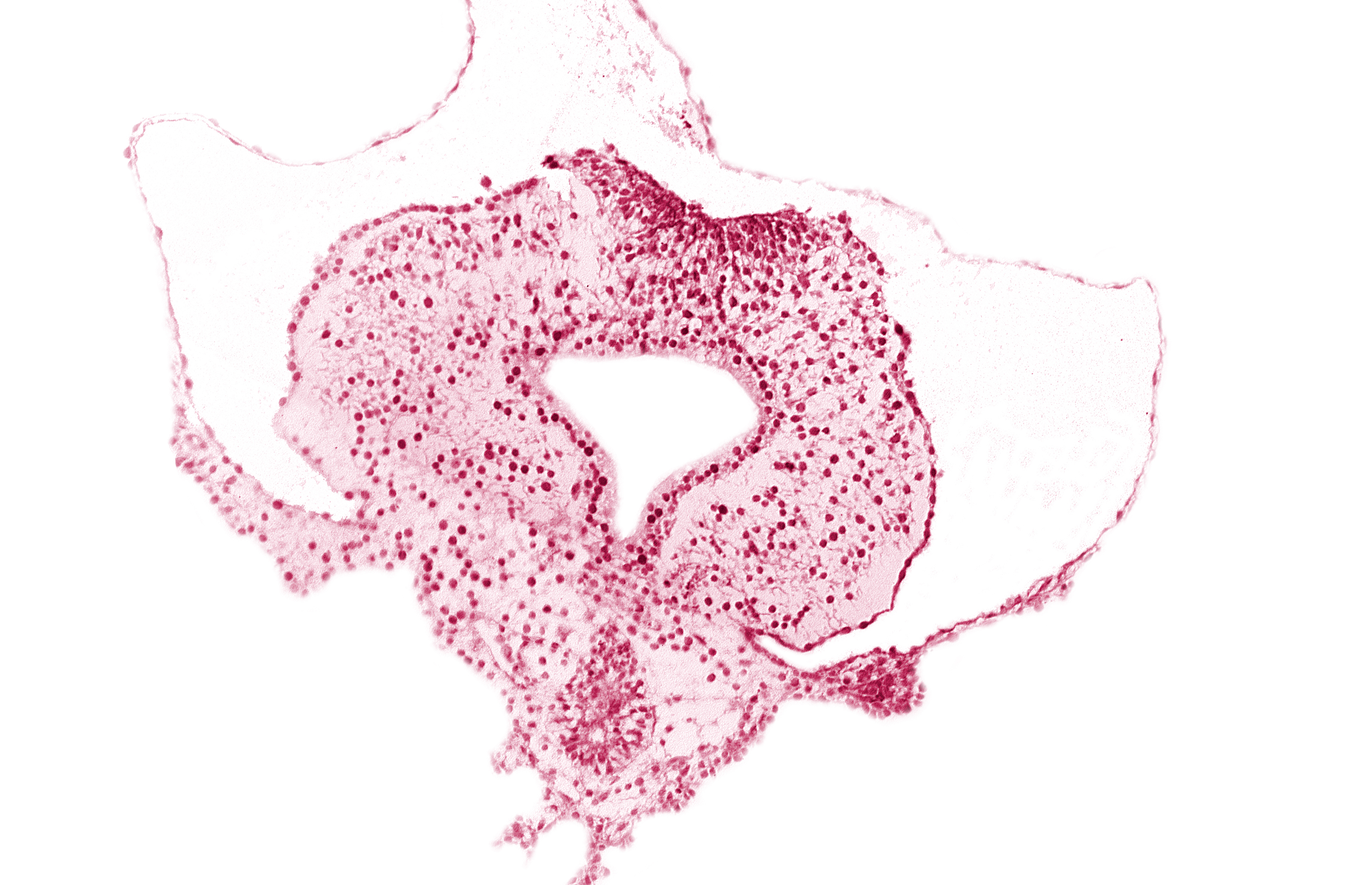 allantoic primordium, body stalk, gastrulation (primitive) streak, hindgut, neural plate, right umbilical vein, tail fold region