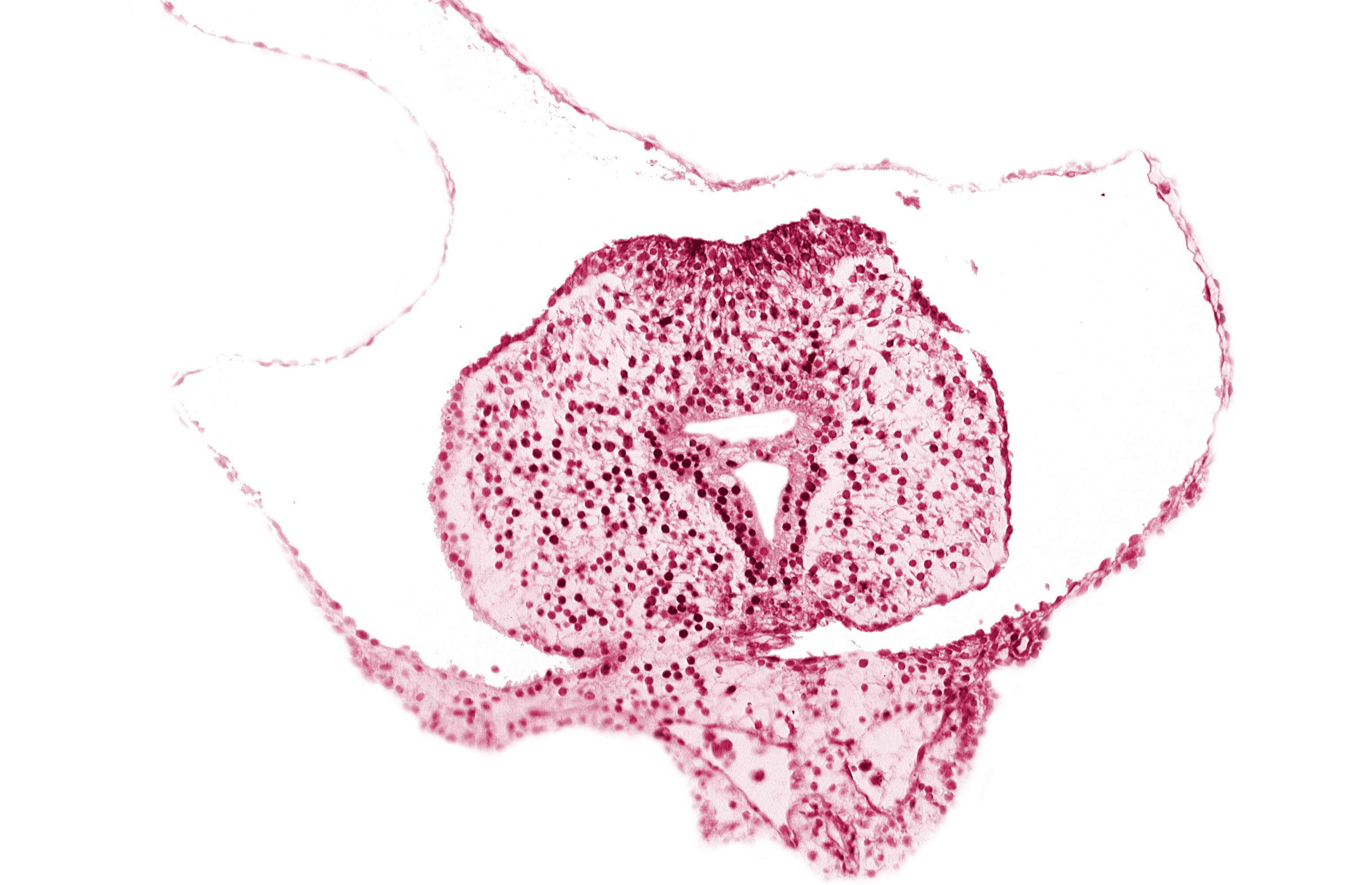 allantoic primordium, caudal eminence, caudal part of hindgut, left umbilical vein, neural plate, surface ectoderm, tail fold region