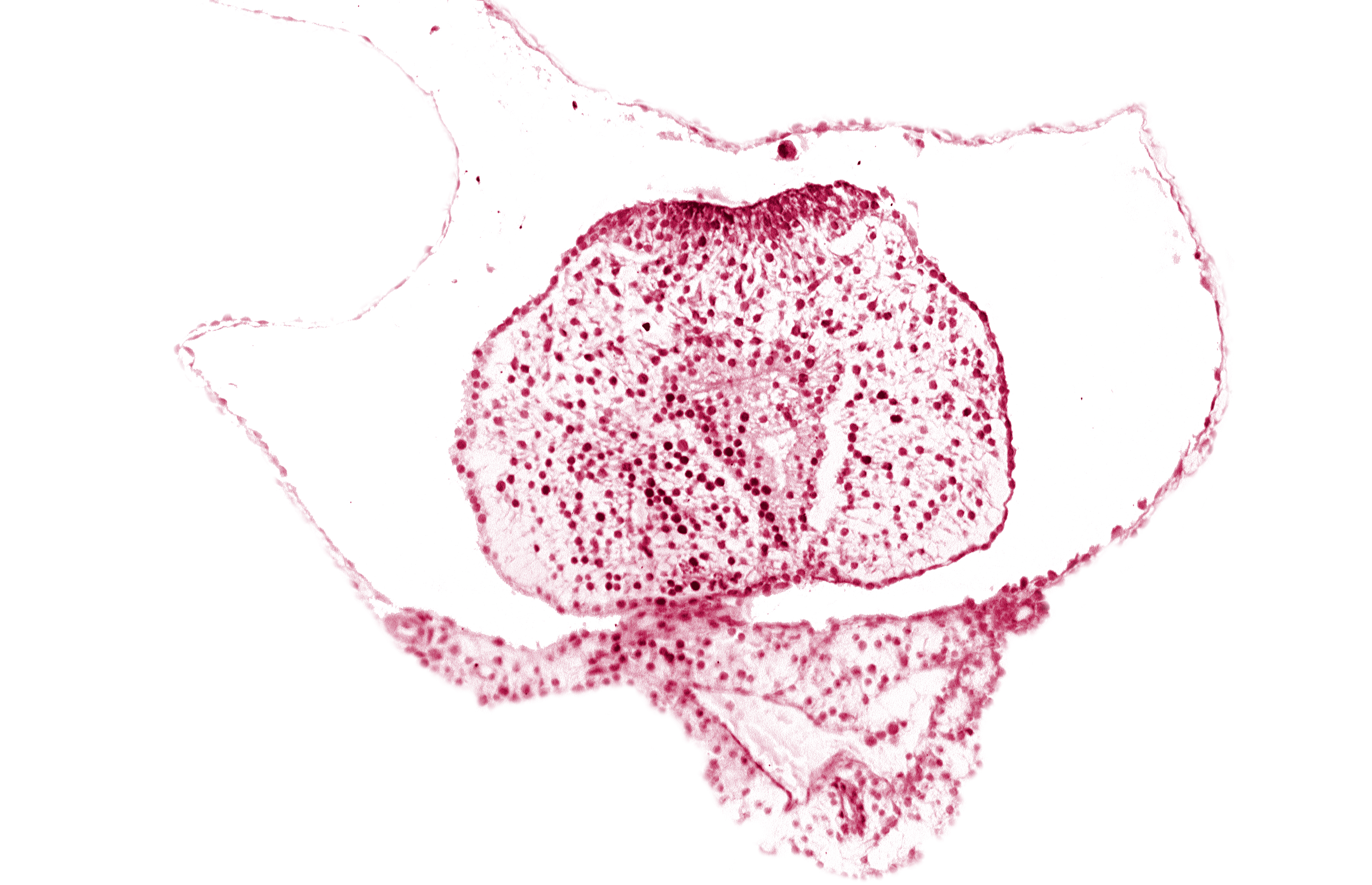 allantoic primordium, caudal edge of hindgut, caudal eminence, common umbilical vein, neural plate, surface ectoderm, tail fold region
