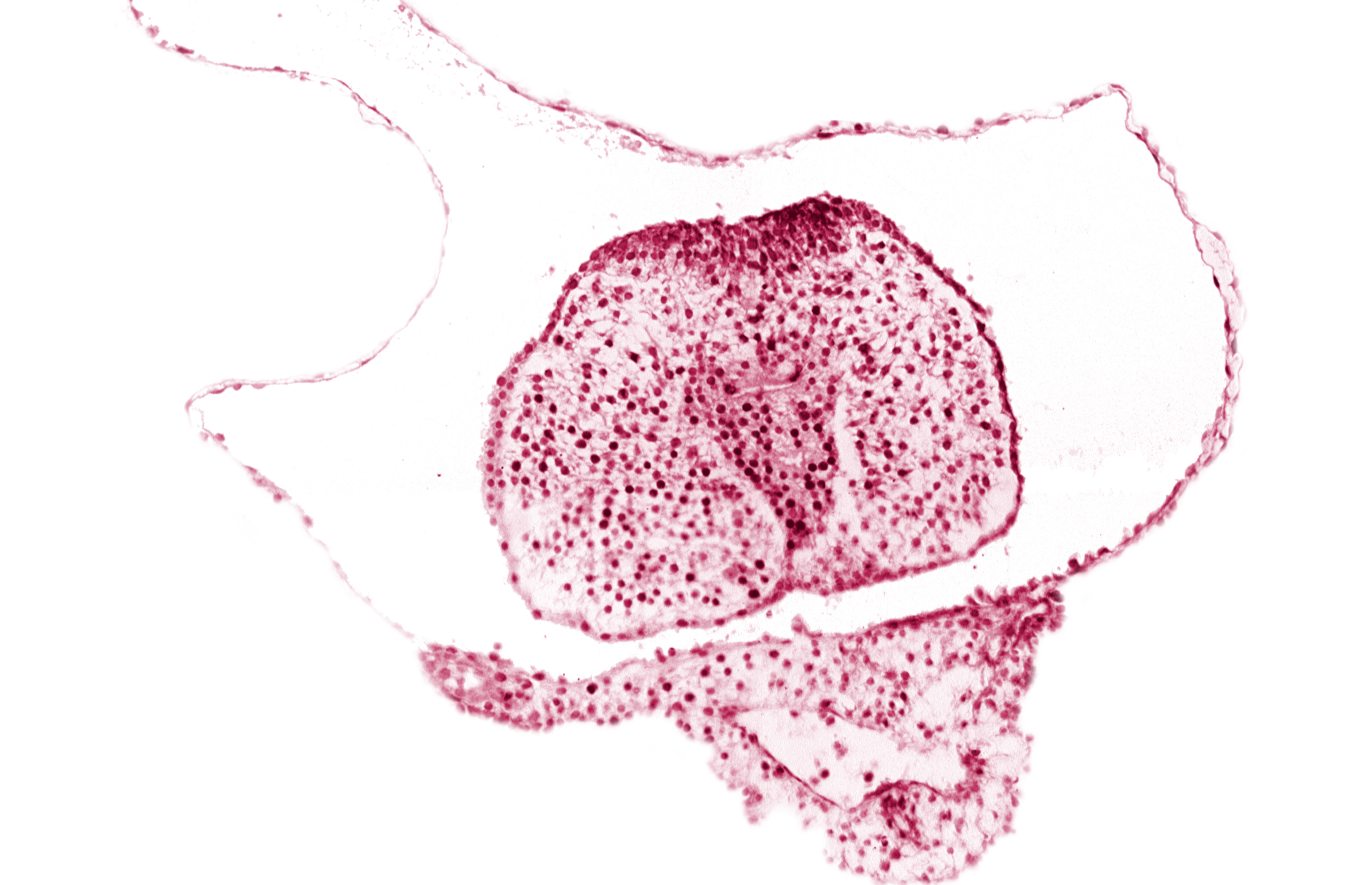 allantoic primordium, amnion, body stalk, caudal eminence, common umbilical vein, gastrulation (primitive) streak, hindgut endoderm, neural plate