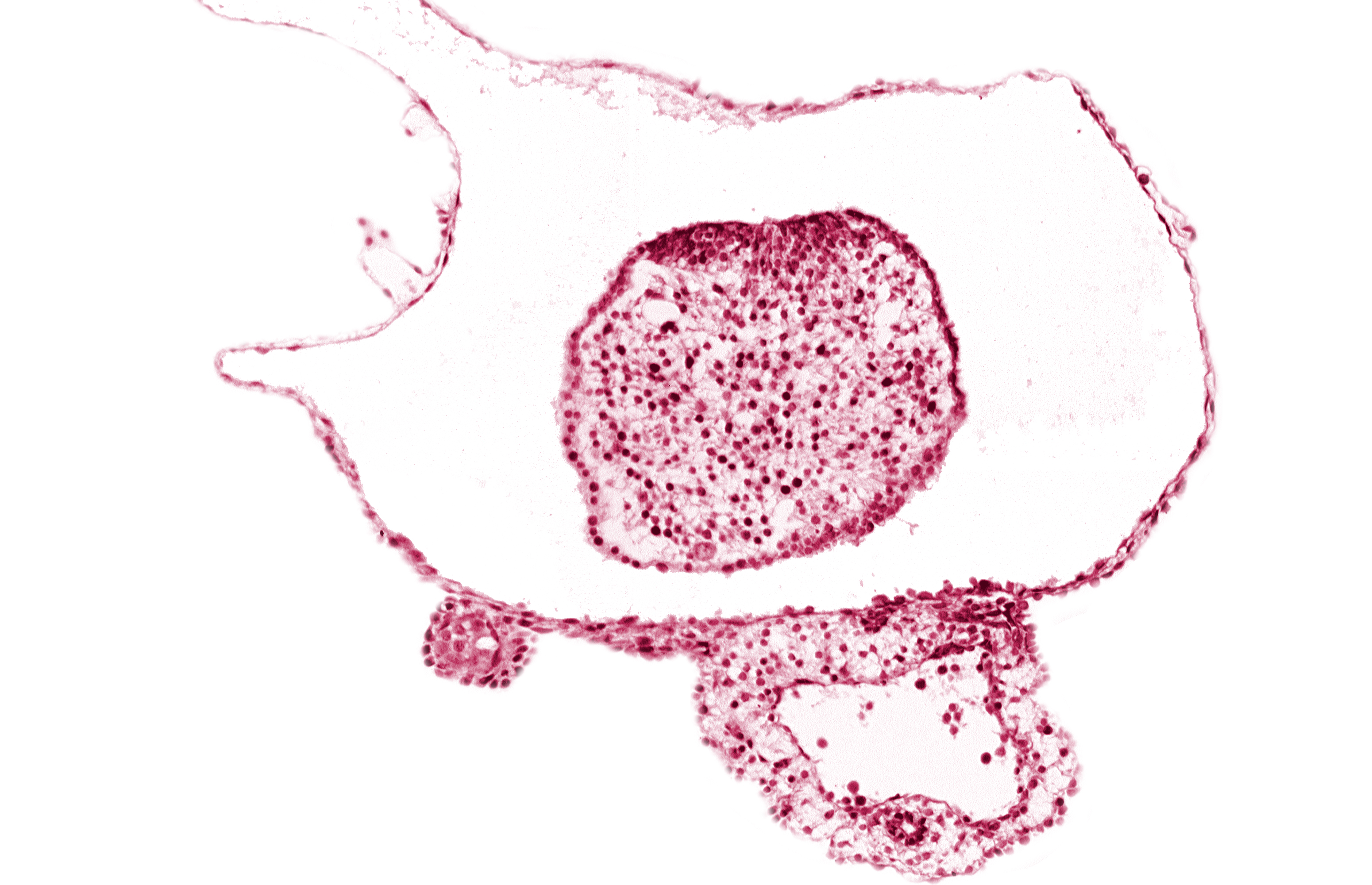 caudal eminence, gastrulation (primitive) streak, neural ectoderm, surface ectoderm of caudal eminence