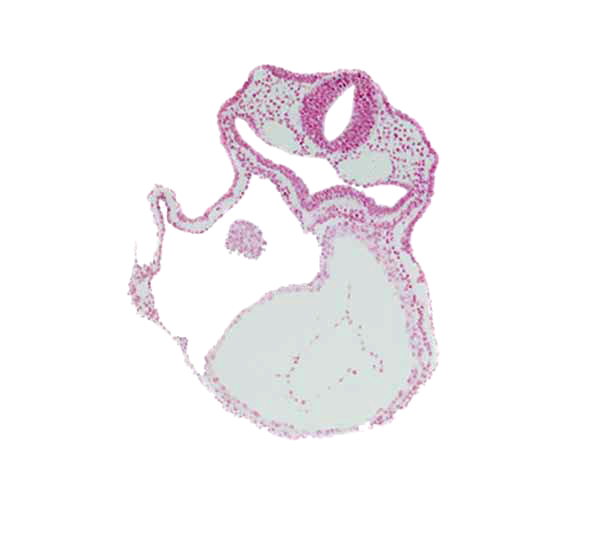 amnion attachment, cephalic edge of right atrium (epimyocardium), dorsal aorta, dorsal intersegmental artery, edge of atrioventricular canal, foregut, lateral pharyngeal recess, left ventricle, otic placode, pericardial cavity, respiratory primordium, rhombencephalon (Rh. 5)