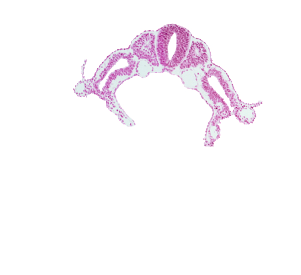 dermatomyotome 6 (C-2), dorsal aorta, lateral body fold, left umbilical vein, midgut, notochord, peritoneal cavity (coelom), right umbilical vein, spinal part of neural tube, umbilical vesicle wall